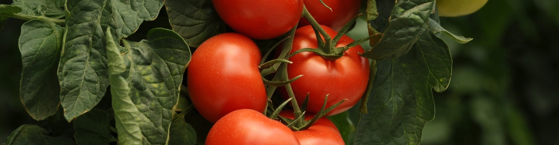 Temperature control is important in greenhouses